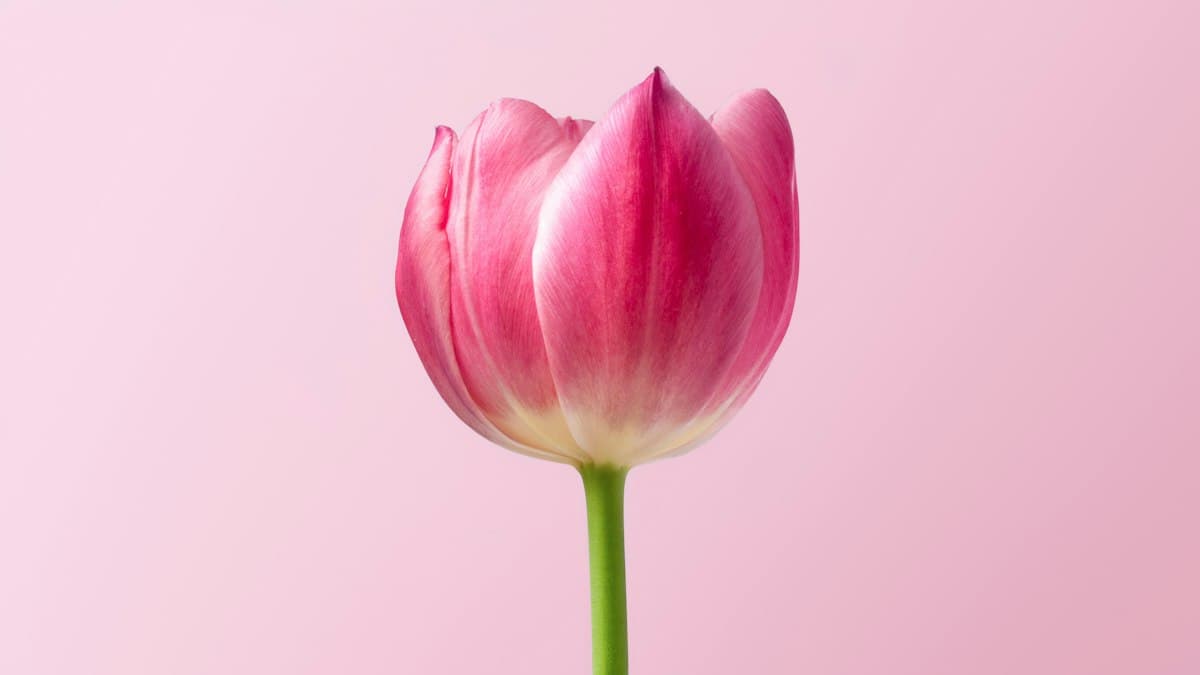 Ela Çiçekçilik galeri fotoğrafı 11