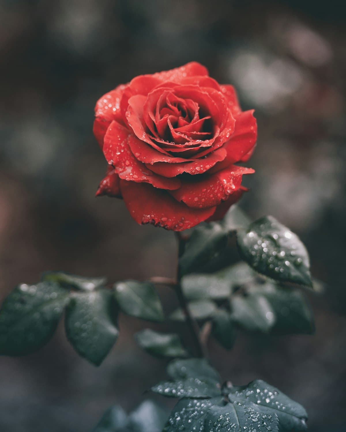 Ela Çiçekçilik galeri fotoğrafı 12